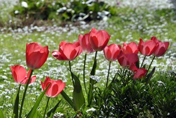 red tulips and white daisies
