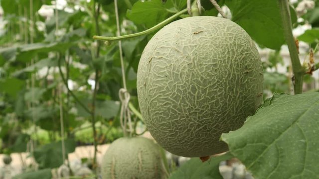 Fresh cantaloupe hanging on tree, Green melon in garden