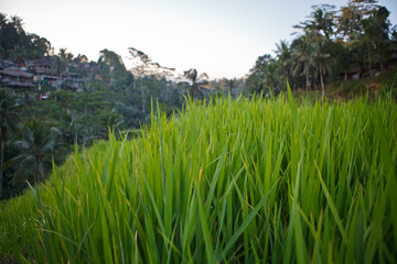 rice terraces ubud