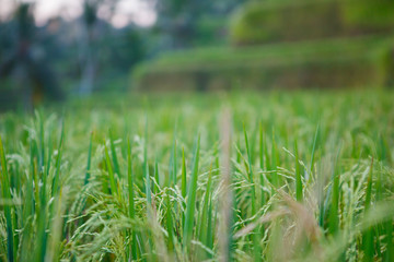 rice terraces ubud