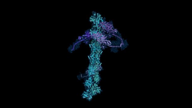 Myosin heads bound to actin filaments, rotating cartoon model with semi-transparent surface. Seamless loop