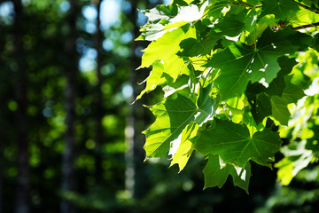 A branch of a young tree, green leaves. Swaying in the wind. Maple leaf. Between the trees breaks a ray of sun. Park area. A place to relax and walk in the woods. Summer.