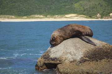 Naklejka premium seal