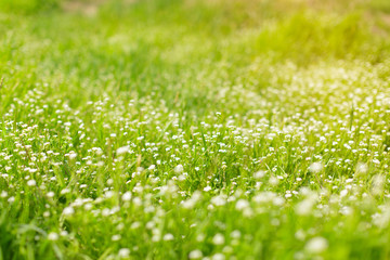 Fototapeta premium Fresh green spring grass in the morning background