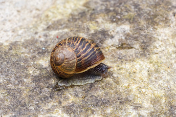 Escargot sur mur en pierre