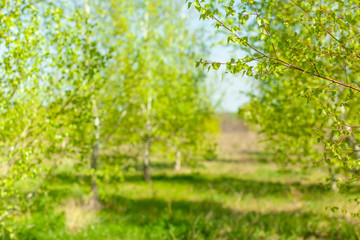 New green leaves on a trees in spring background