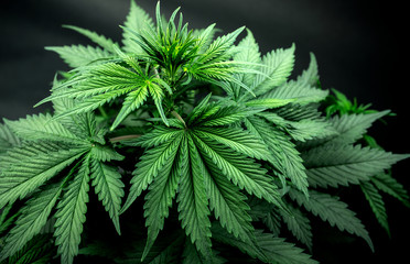 Fototapeta na wymiar marijuana leaf cultivation