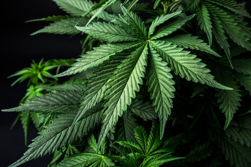 Fototapeta na wymiar weed leaf cannabis marijuana