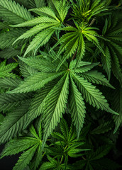 leaves cannabis marijuana background wallpaper