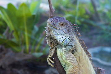 Iguana portrait