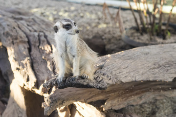 Meerkat standing on log