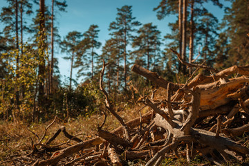 Fototapeta na wymiar Brushwood in the pine forest