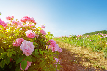 Field of roses