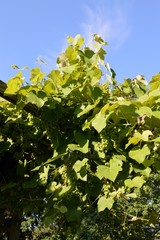 Fototapeta na wymiar wild wine with leaves and unripe fruits on wood percula