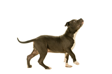 Cute young American Bully puppy standing looking up  side view full body isolated on a white background