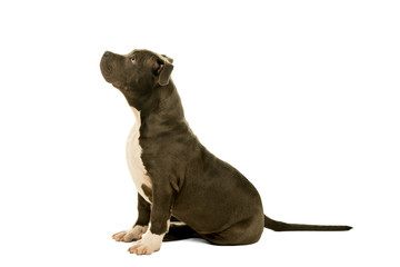Cute young American Bully puppy sitting looking up  side view full body isolated on a white background
