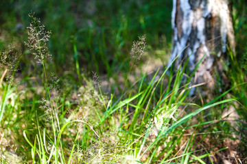 Trunk of birch tree with blurred green grass background and yellow flowers in spring time.