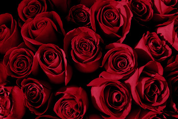 Red roses background. Natural dark red flowers