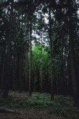 Ein heller Baum im Dunklen Wald