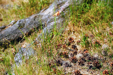Pine Cones nice and dry and some are open up.