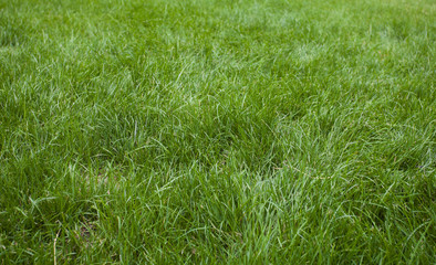 green grass at park from above