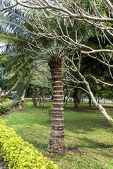 Laos - Luang Prabang - Baum im Königspalast