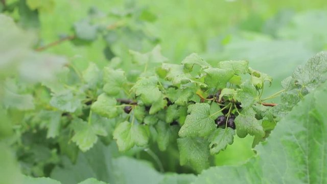 Branch bush yoshta ripe berries harvest Hybrid gooseberries black currants
