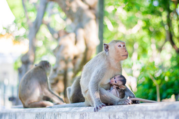 baby monkey in hug her mother mammal animal