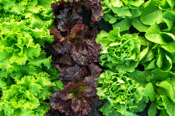 lettuce green fresh plant harvest salad - obrazy, fototapety, plakaty