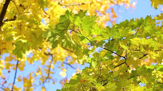 Beautiful bright yellow and green sunny leaves isolated at blue sky background on warm sunset fall evening. Real time full hd video footage.