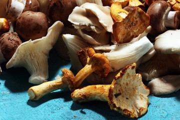 variety of raw mushrooms on table with oyster mushrooms and champignons.