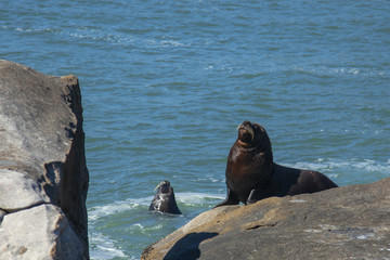 Fototapeta premium seal