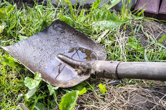 Old metal shovel lying on the green grass, after rain. Close-up.