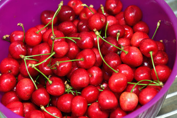 Bunch of sweet red cherries
