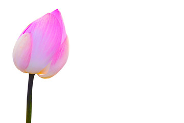 Lotus on white background A lotus flower buds.