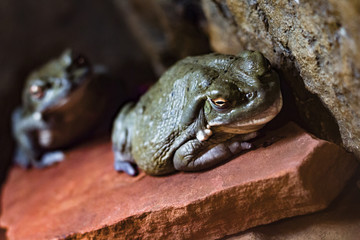 Frogs