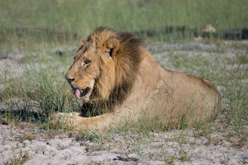 Mighty Lion watching the lionesses who are ready for the hunt in Masai Mara, Kenya (Panthera leo)