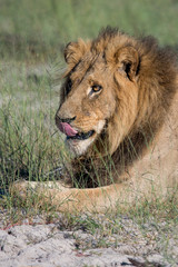 Mighty Lion watching the lionesses who are ready for the hunt in Masai Mara, Kenya (Panthera leo)