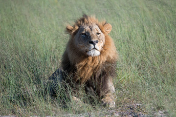 Mighty Lion watching the lionesses who are ready for the hunt in Masai Mara, Kenya (Panthera leo)