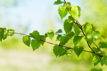 Fototapeta na wymiar New green leaves on a trees in spring background