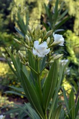 white flowers and green leaves on the tree of the nerium oleander