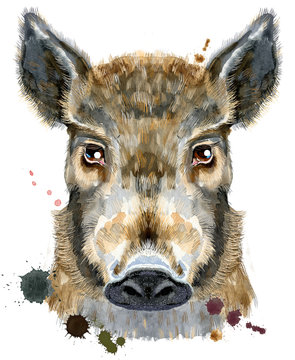 Watercolor portrait of wild boar