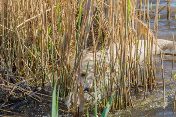 The dog floats in the river water
