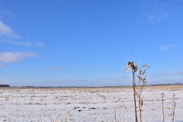 dry flowers in winter on a sunny day