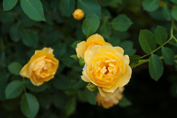 Yellow roses on a bush in a summer garden. Close-up of garden rose in the summer sunny day.