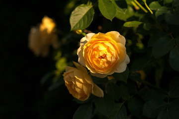Yellow roses on a bush in a summer garden. Close-up of garden rose in the summer sunny day.