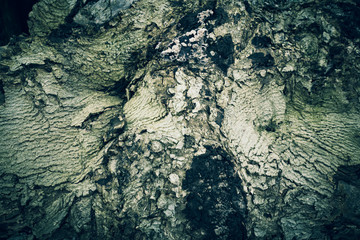 Tree bark texture