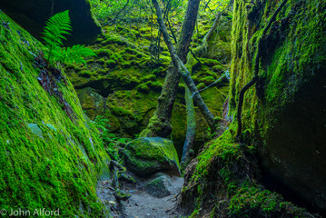 Dismals Canyon Roots