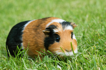 Guinea pig (Cavia porcellus)