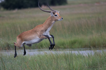 running antelope Waterbuck (Kobus ellipsiprymnus) in the african savannah namibia kruger park botswana masai mara